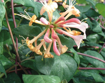 Lonicera serotina red gables