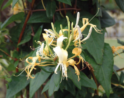 Lonicera similis variety delavayi