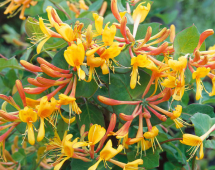 Lonicera tellmanniana