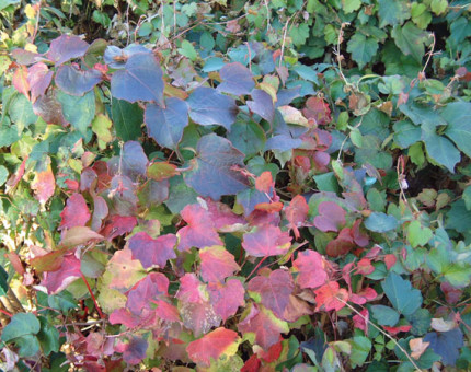 Parthenocissus tricuspidata beverley brook