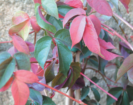 Parthenocissus tricuspidata himalayan purpurea