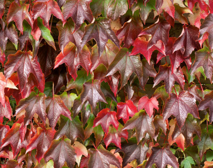 Parthenocissus tricuspidata veitchi