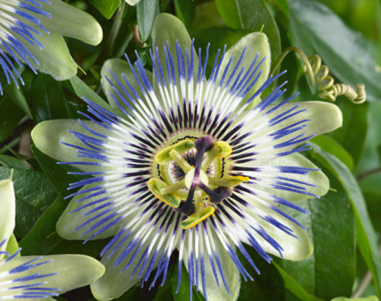 Passiflora caerulea