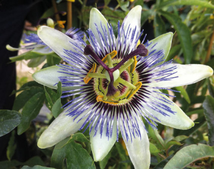 Passiflora white lightning