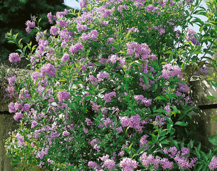 Solanum crispum glasnevin