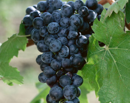 Vitis cabernet sauvignon