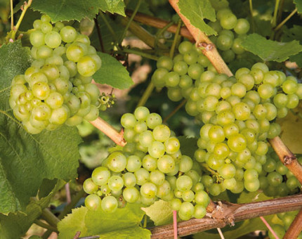 Vitis chardonnay