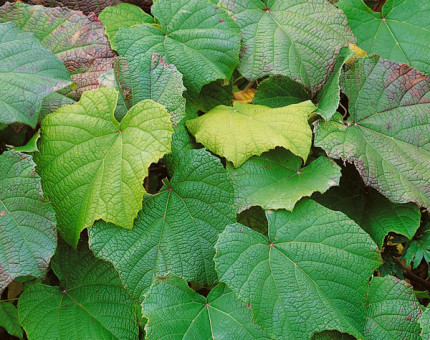 Vitis coignetiae