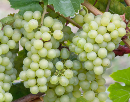 Vitis pinot blanc