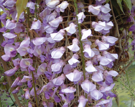 Wisteria floribunda