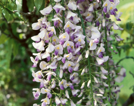 Wisteria floribunda macrobotrys