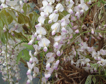 Wisteria floribunda peaches & cream