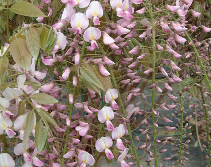 Wisteria floribunda pink ice