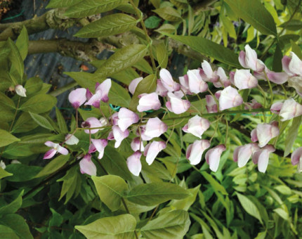 Wisteria floribunda purple patches