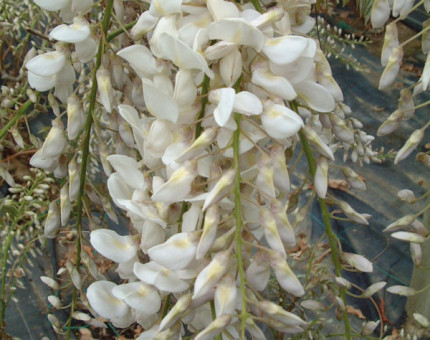 Wisteria floribunda reindeer