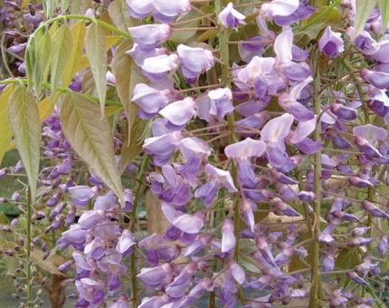 Wisteria floribunda royal purple