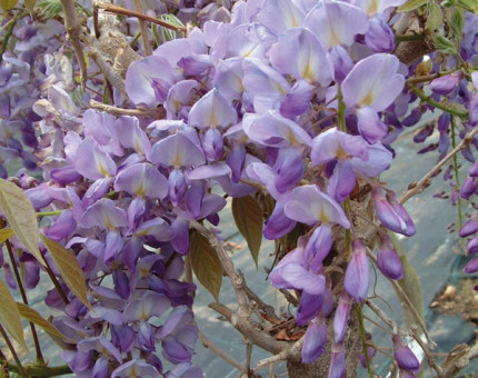 Wisteria floribunda violacea plena