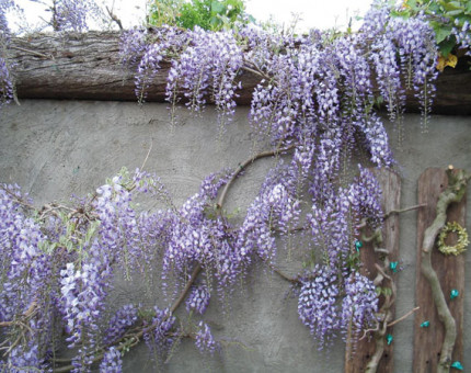 Wisteria formosa