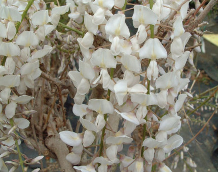 Wisteria sinensis alba