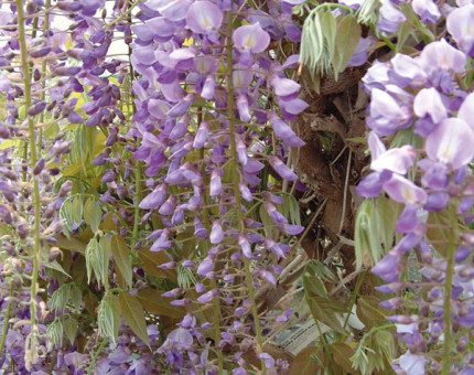 Wisteria sinensis black dragon