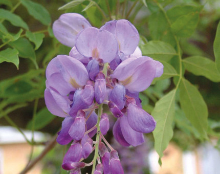 Wisteria sinensis caroline