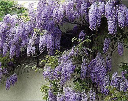 Wisteria sinensis prolific