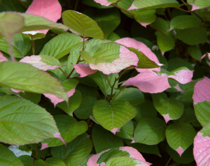 Actinidia kolomikta