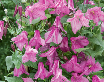 Clematis aljonushka