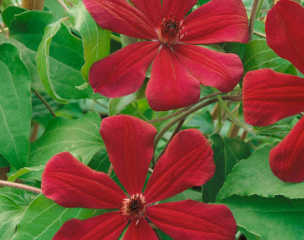 Clematis allanah