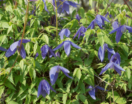 Clematis alpina blue dancer