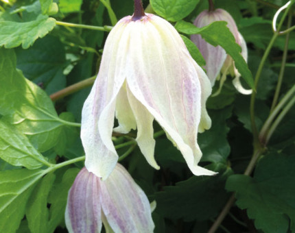 Clematis alpina diamond anniversary