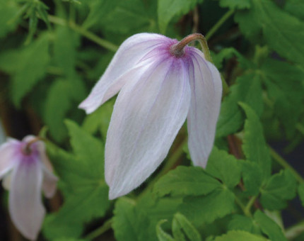 Clematis alpina foxy