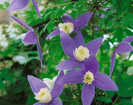 Clematis alpina frankie