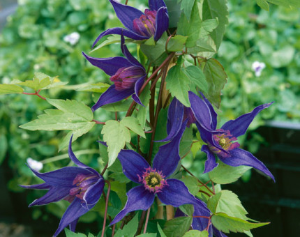 Clematis alpina helsingborg