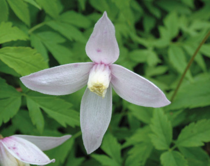 Clematis alpina rosy pagoda