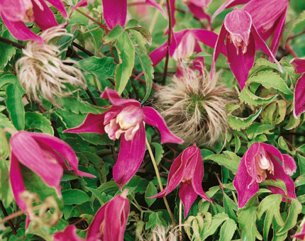 Clematis alpina ruby