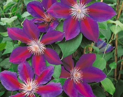 Clematis anna-louise (tm evithree)