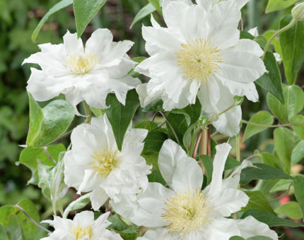 Clematis arctic queen (tm evitwo)