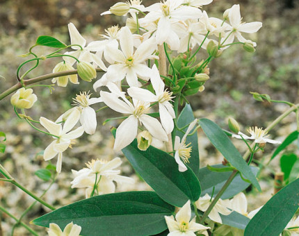 Clematis armandii