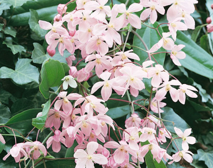 Clematis armandii appleblossom