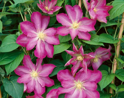 Clematis asao