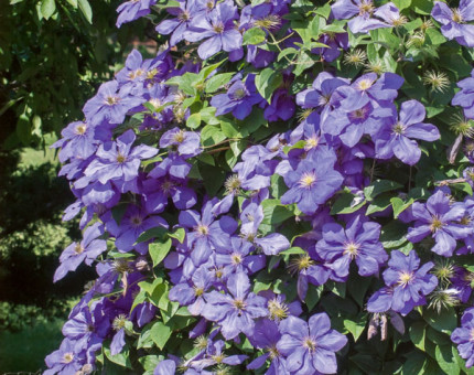 Clematis ascotiensis