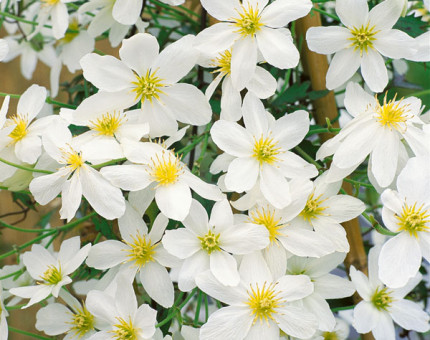 Clematis avalanche