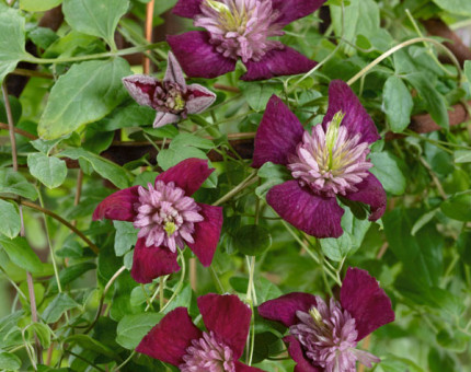 Clematis avant garde (tm evipo033)