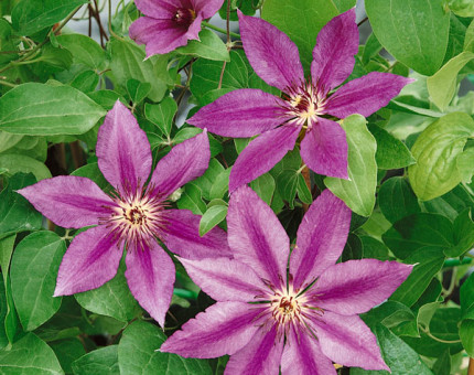 Clematis barbara dibley