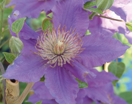 Clematis bijou (tm evipo055)