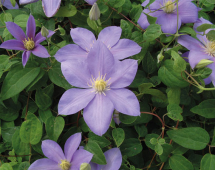 Clematis blue eyes