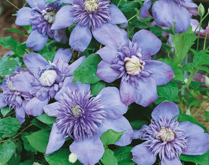 Clematis blue light (tm eupvr)