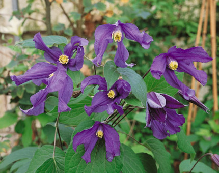 Clematis blue pirouette (tm eupvr)