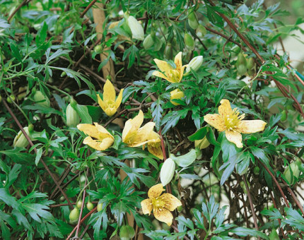 Clematis cirrhosa balearica